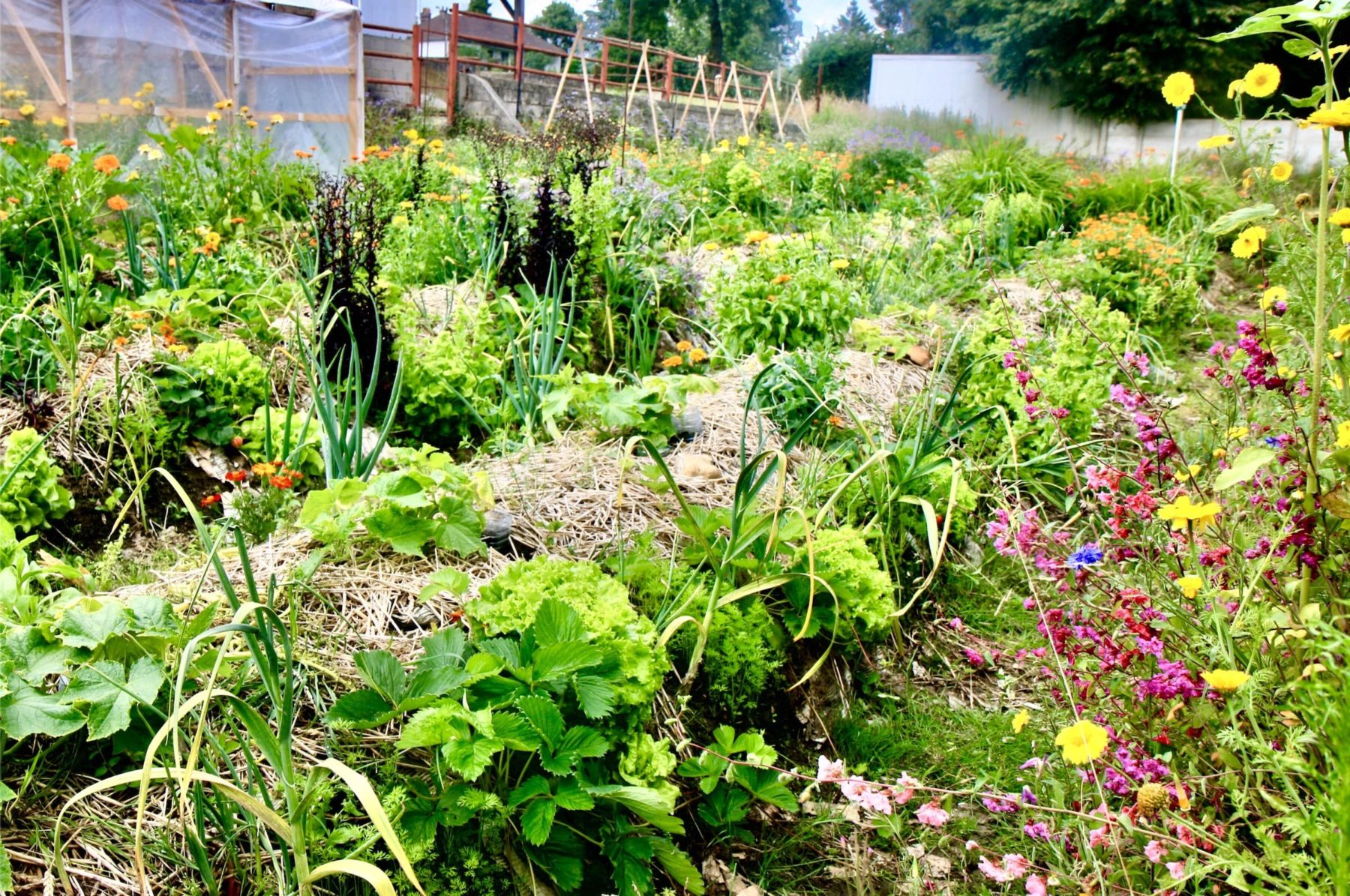 Je jardine selon les préceptes de la permaculture