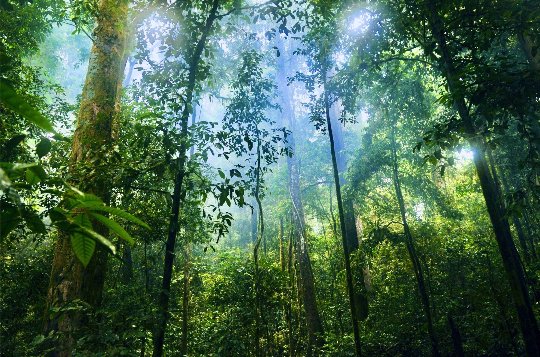 J'agis pour protéger la forêt amazonienne
